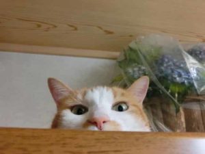 Amazon出品のツールは必要？一番コスパが良いツールはどれ？